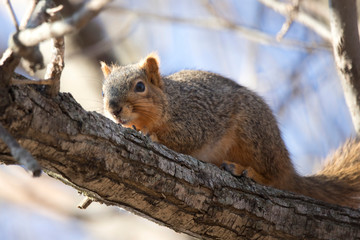 Naklejka na ściany i meble Squirrel in a Tree Hiding Camouflaged