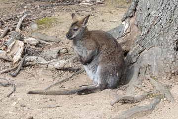 Wallaby