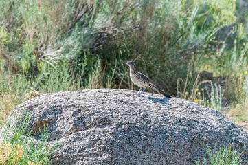 Roadrunner on a Rock