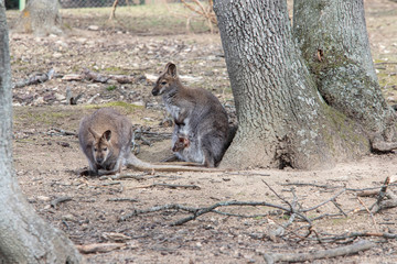 Wallaby