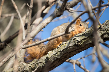 Naklejka na ściany i meble Squirrel in a Tree Hiding Camouflaged