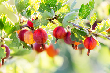 Ripe gooseberries on the bushes in the garden in sunny weather_