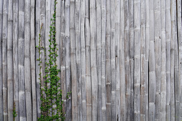 Old bamboo wall with tropical leafs and evi on it. Bamboo texture. Exotic copispase