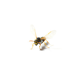 wasp close-up on a white background. isolate. macro.