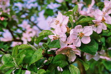 Fototapeta premium apple trees are blooming. branches of blossoming trees. spring.