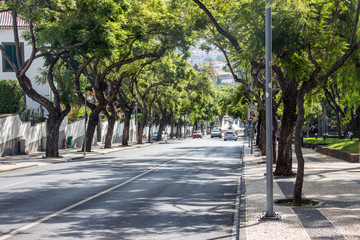 Fototapeta na wymiar Funchal City on Island of Madeira Panoramic road of trees