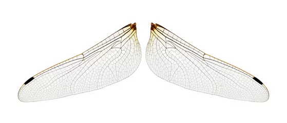 Foto op Plexiglas Wings of insect isolated on a white © Alekss