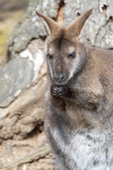 Fototapeta premium Wallaby