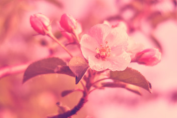 spring flowering apple trees. blooming tree branches.
