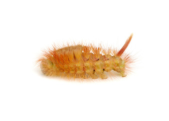 caterpillar isolated on the white