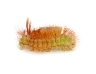 Macro of butterfly larva