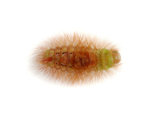 caterpillar isolated on the white