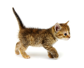 Small brown kitten isolated on white
