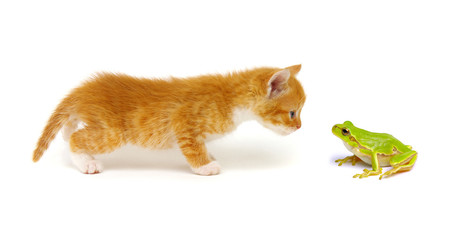 Ginger cat  and green tree