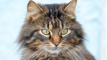 Portrait of fluffy brown cat on light blue background_