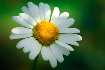 Obraz premium Daisy in the sun