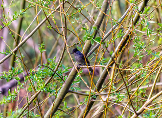 curruca capirotada observando su entorno