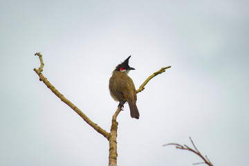 red whiskered bulbul perched on a tree with clear sky as background 