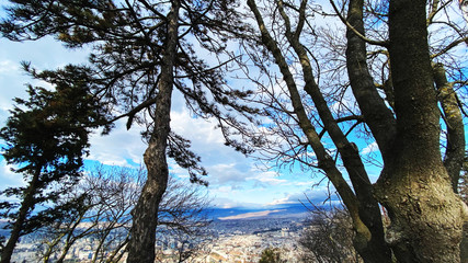 Pine trees in Mtatsminda Park or Bombora Park on Mtatsminda mountain. 