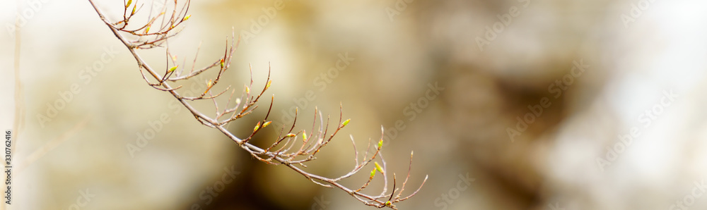 Wall mural panoramic view of branches on bokeh background in early spring