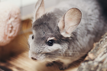 portrait of a curious chinchilla living in a cage, concept of pets, furry purebred rodent, topview