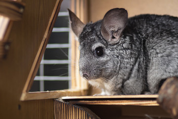 portrait of cute chinchilla living in wooden handmade cage, concept of pets care, furry rodents