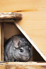 cute gray chinchilla sits on the windowsill of his cage with a branch in his paws, elite pets,rodent feeding