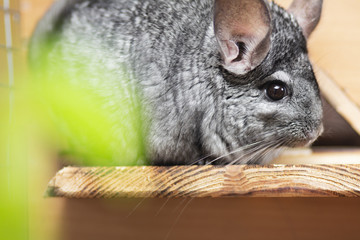 cute gray chinchilla sitting on a wooden balcony behind green leaves, lovely pets, fluffy thoroughbred mouse, nature and animals at home
