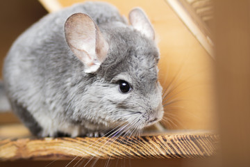 cute gray chinchilla sitting on wooden windowsill of his cage and looking curiously, concept pet lifestyle, fluffy big mose