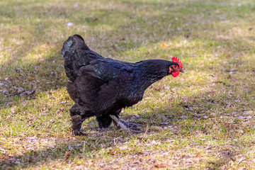 Black chicken in a farm garden walks on the grass_