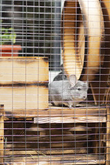 beautiful chinchilla walking in cage apartment, pet life, fluffy thoroughbred rodent