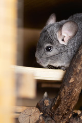 chinchilla activity in a cage,pet lifestyle, purebred rodents with velvet fur