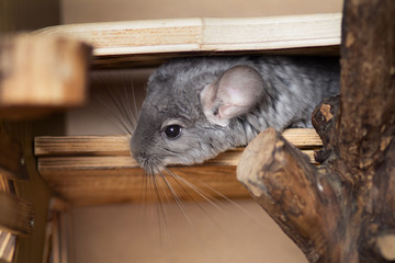 chinchilla activity in a cage,pet lifestyle, purebred rodents with velvet fur