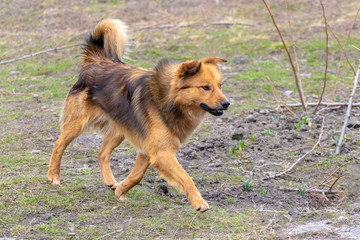 Fototapeta na wymiar Brown dog running in the garden on the grass_