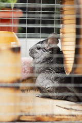 Adult chinchilla in a wooden cage standing and observing, cute rodent, thoroughbred pet