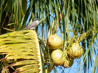 Passereau tyran gris sur un cocotier en Guadeloupe