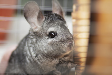 Obraz premium funny chinchilla in wooden cage, concept domestic pets, portrait of fluffy mouse with big ears in house