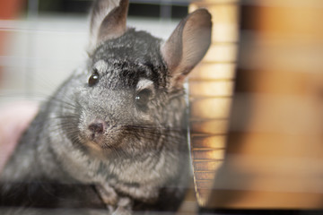 funny chinchilla in wooden cage, concept domestic pets, portrait of fluffy mouse with big ears in house