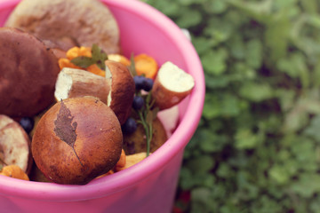 edible forest mushrooms in a bucket. gourmet harvest