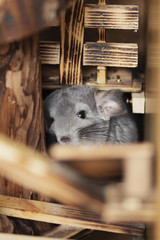 cute chinchilla looks frightened from a mink in which hid, concept behavior pets, fluffy rodent in a cage