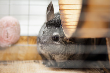 beautiful chinchilla walking in cage apartment, pet life, fluffy thoroughbred rodent