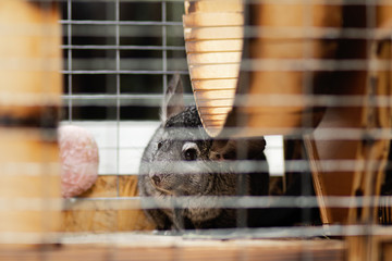 beautiful chinchilla walking in cage apartment, pet life, fluffy thoroughbred rodent