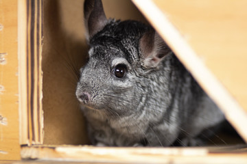 portrait of a curious muzzle of a chinchilla living in a cage, the concept of pets, furry animals rodents