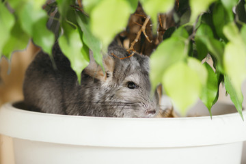 chinchilla muzzle with whiskers peeks out of ficus leaves in room, pet walking in interior, life of domestic animals indoors, pet hide in a flower pot with green plant