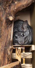 cute chinchilla looks frightened from a mink in which hid, concept behavior pets, fluffy rodent in a cage