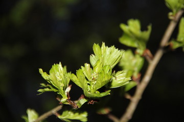 green, plant, nature, leaf, spring, leaves, flower, tree, fresh, garden, macro, flora, summer, growth, branch, natural, foliage, close-up, food, closeup, parsley, herb, vegetable, outdoor, grow