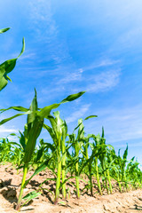 Agricultural field with corn seedlings