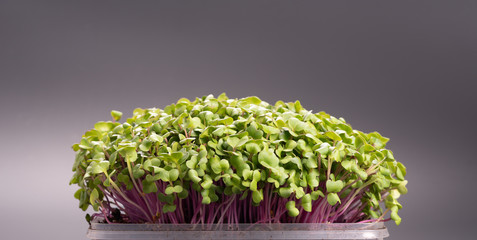 Fresh microgreens closeup. Growing sprouts for salad.