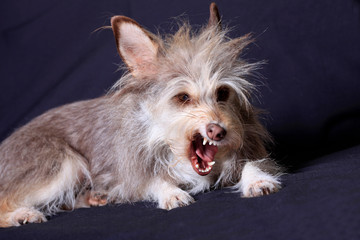 Portrait of a fluffy dog â€‹â€‹who is angry on a dark background