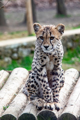 Guépard